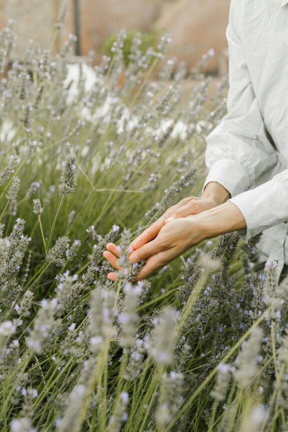 A person wearing a white long-sleeve shirt gently touches lavender stems in a field.