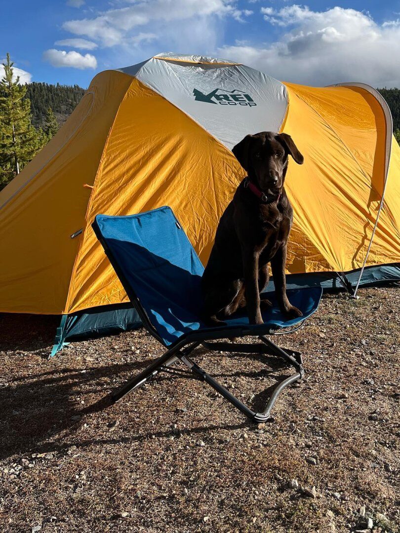 A black dog sits on a blue camping chair in front of a yellow and gray tent, surrounded by trees and under a partly cloudy sky.